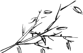 branĉo